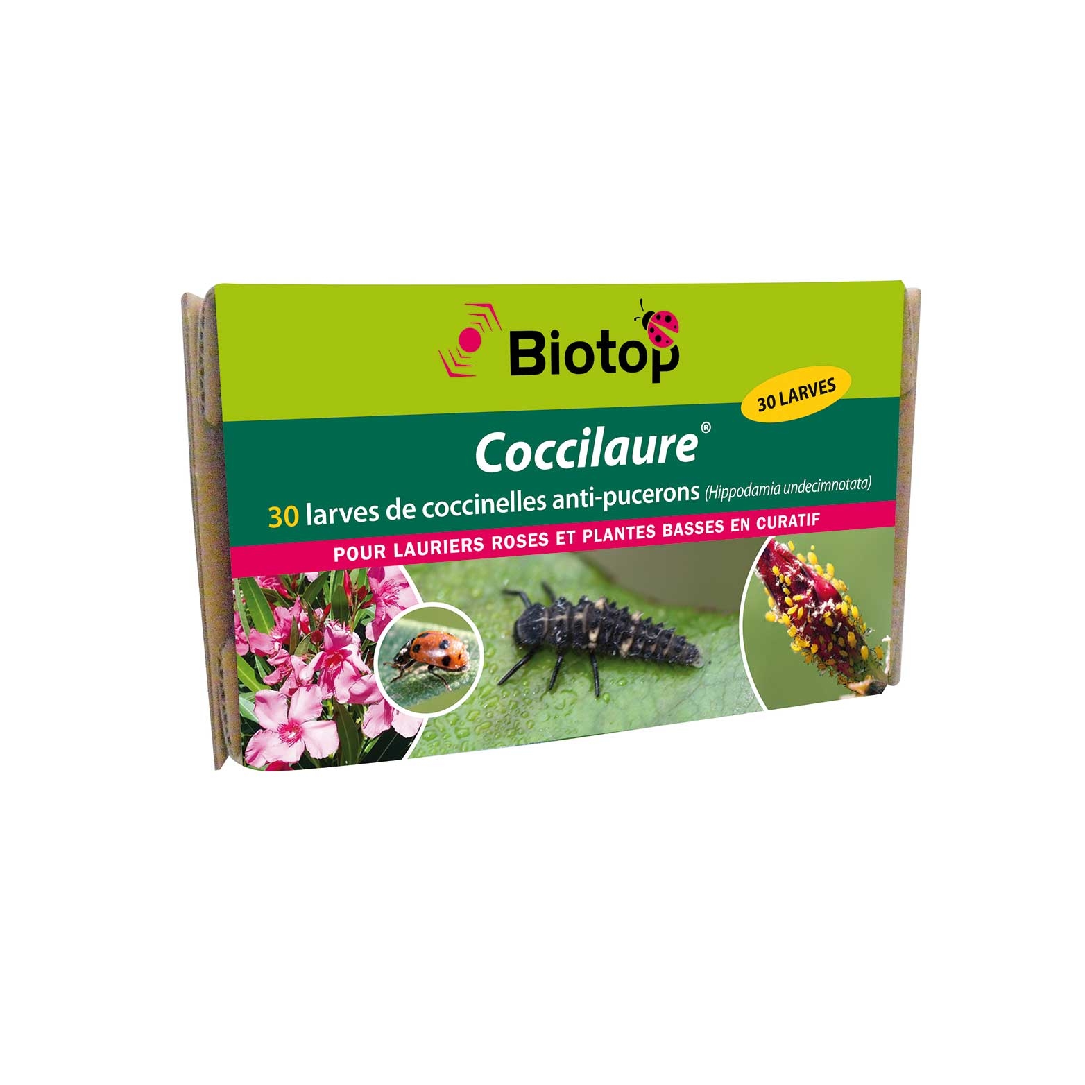 Larves de coccinelles Coccilaure Biotop contre les pucerons sur plantes basses boîte de 30