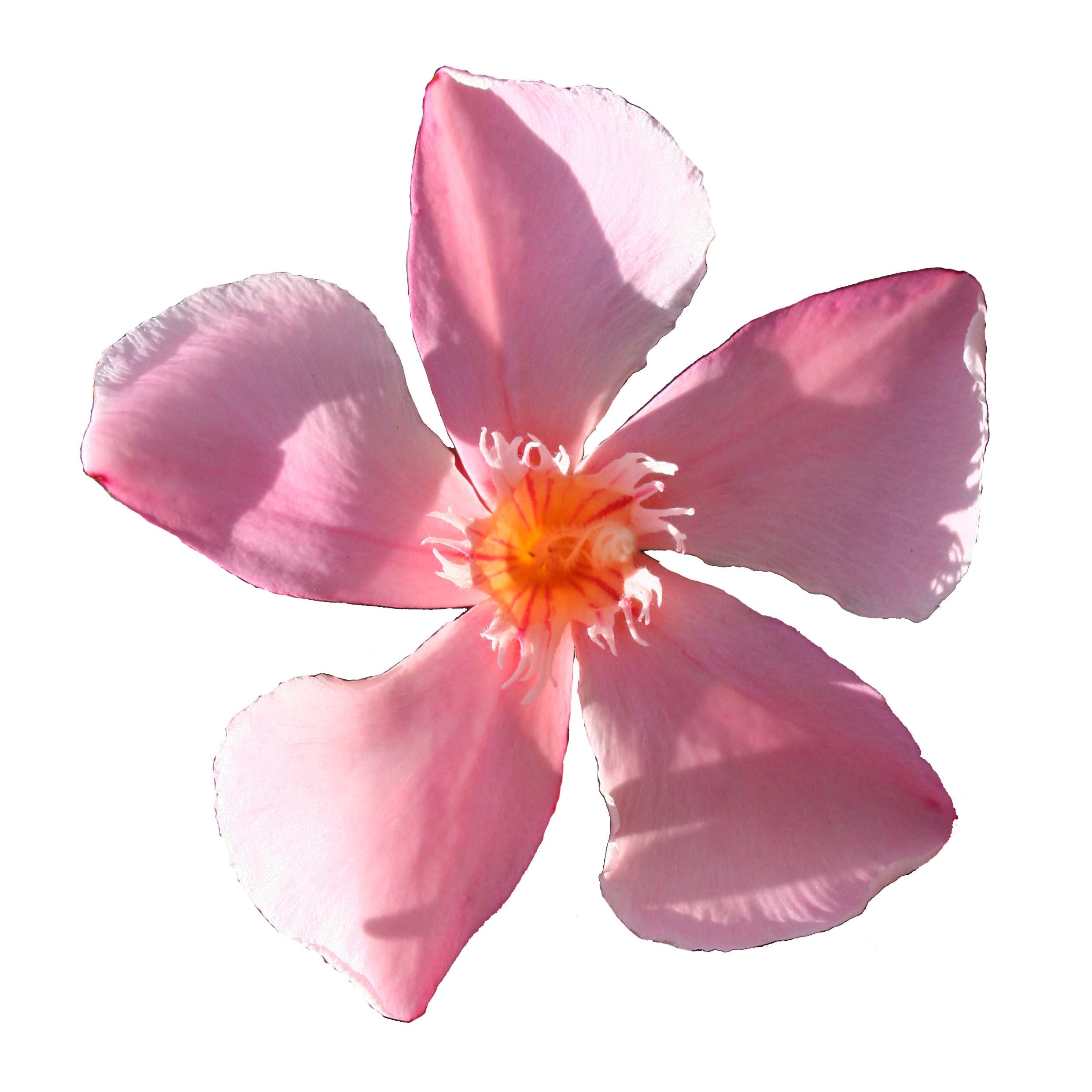 Laurier rose Soleil Levant - Nerium oleander