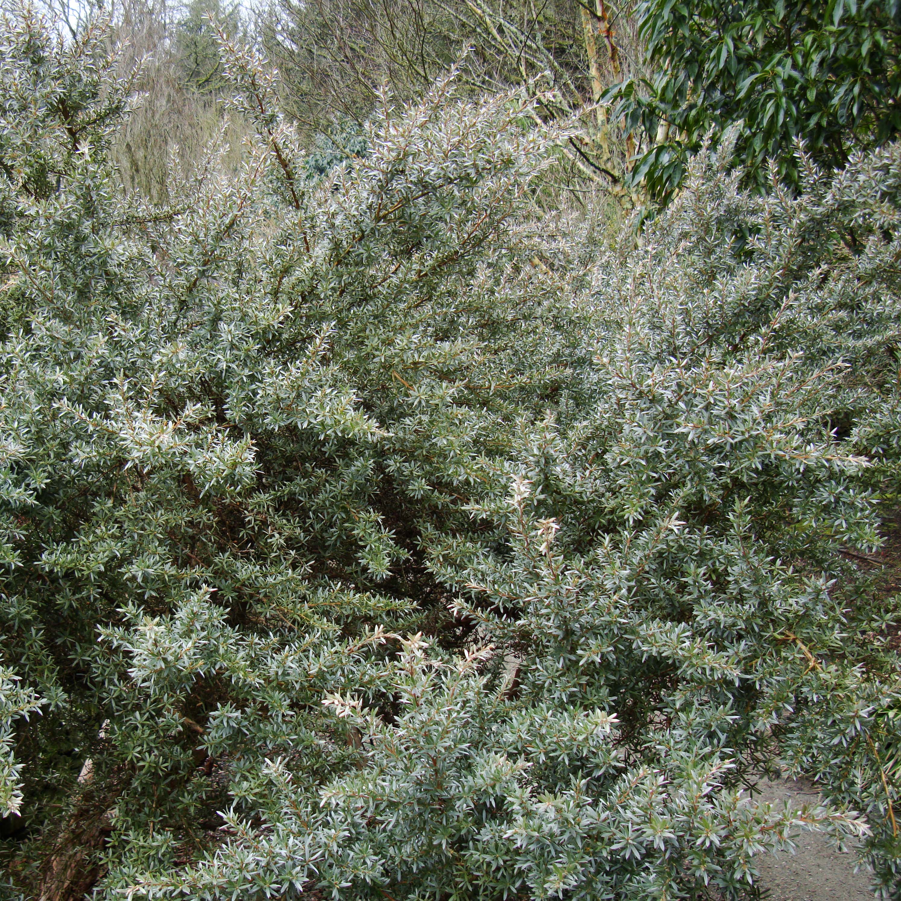 Leptospermum Silver Sheen - Arbre à thé laineux