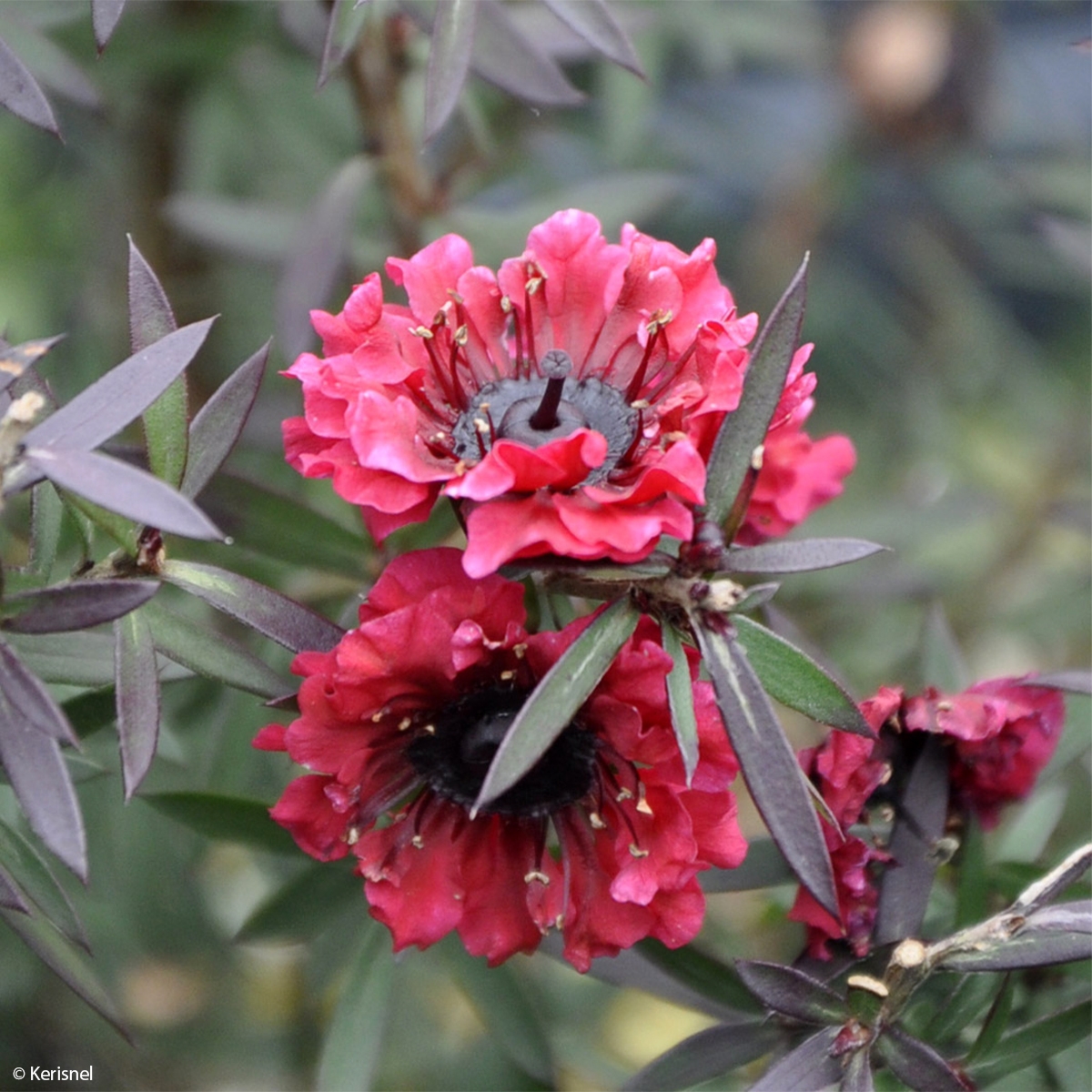 Leptospermum scoparium Crimson Glory - Arbre à thé de Nouvelle-Zélande