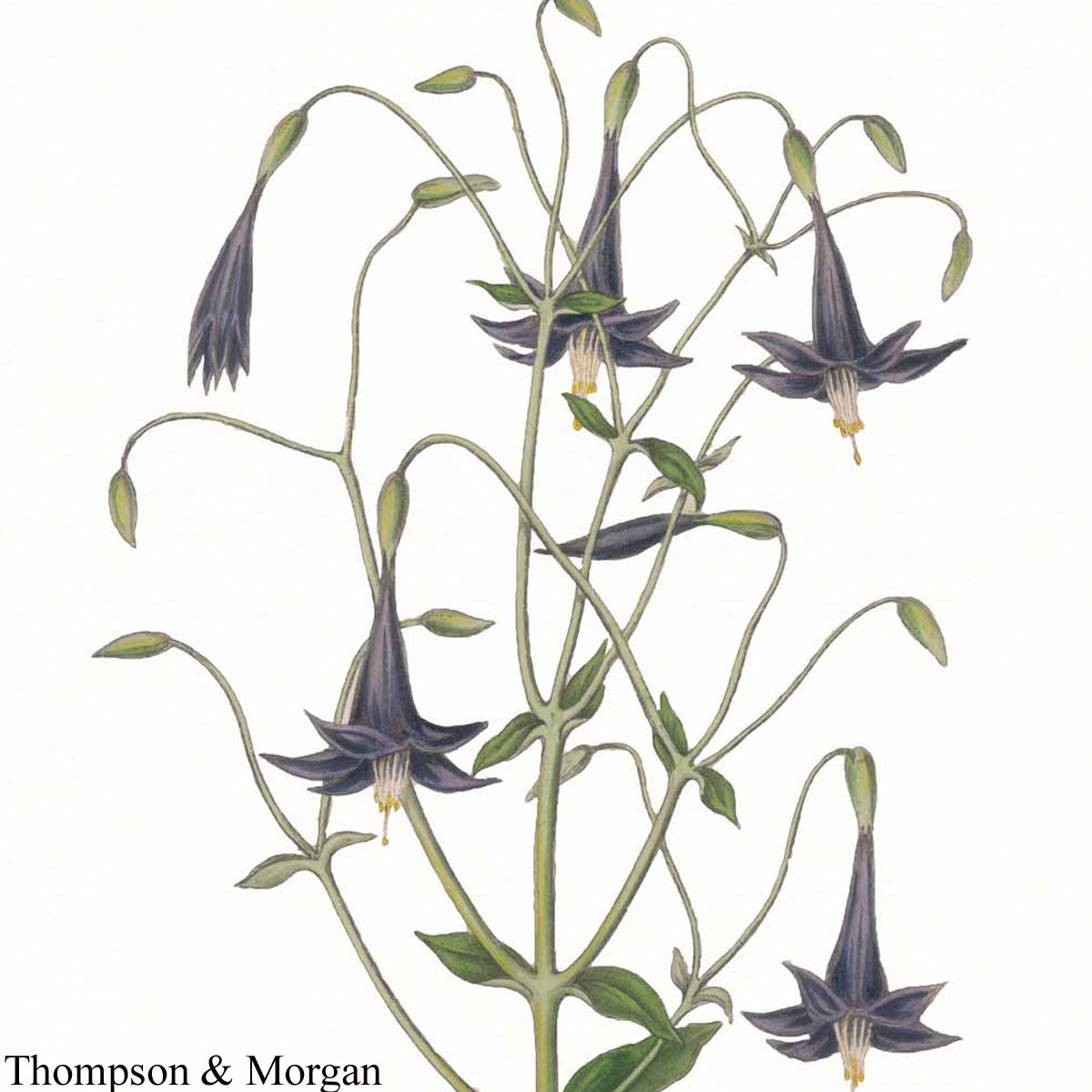 Graines de Lisianthius nigrescens - Fleur de la mort