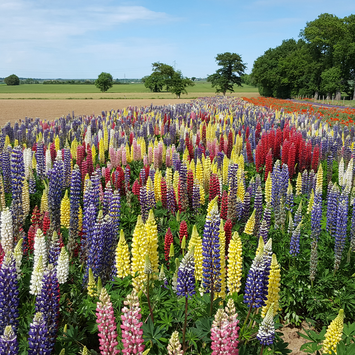 Graines de Lupin vivace Band Of Nobles Mixed - Lupinus polyphyllus