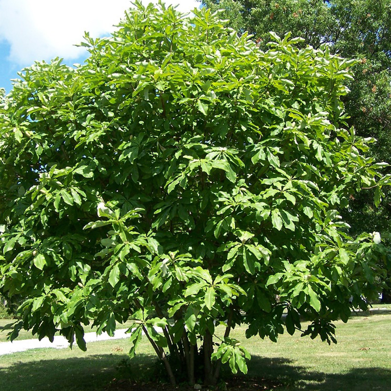 Magnolia tripetala - Magnolia parasol