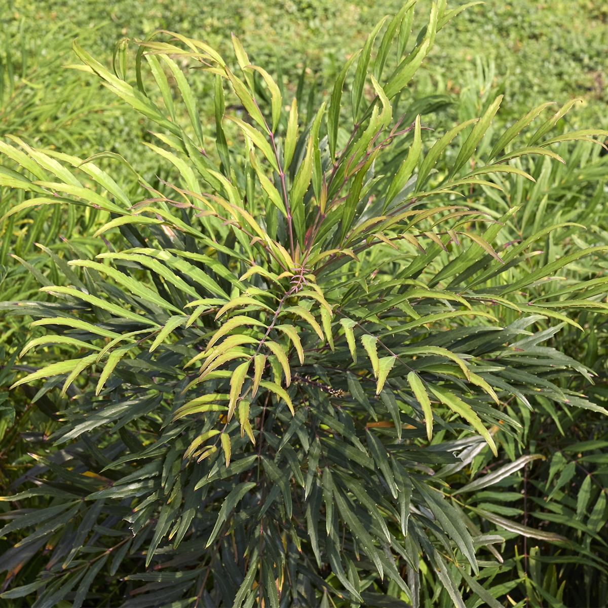 Mahonie à feuilles de houx - Mahonia eurybracteata Sweet Winter
