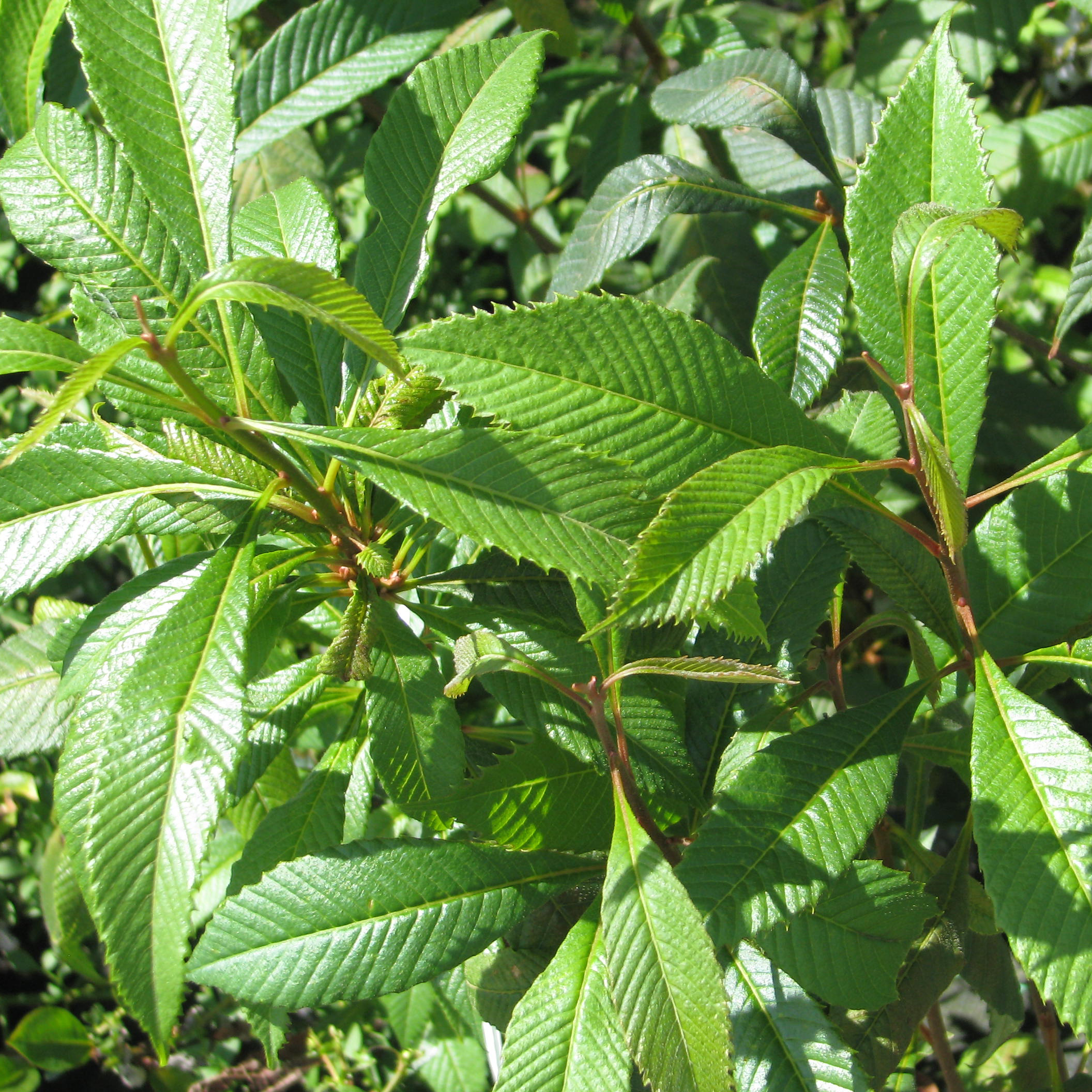 Meliosma cuneifolia subsp. cuneifolia