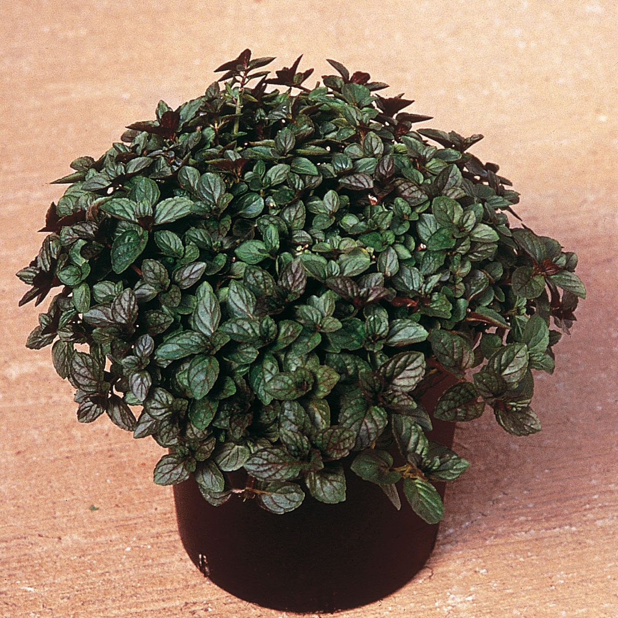 Menthe poivrée BIO en plants - Mentha piperita