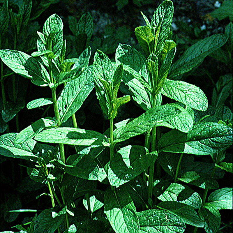 Menthe verte vraie (Graines) - Mentha viridis