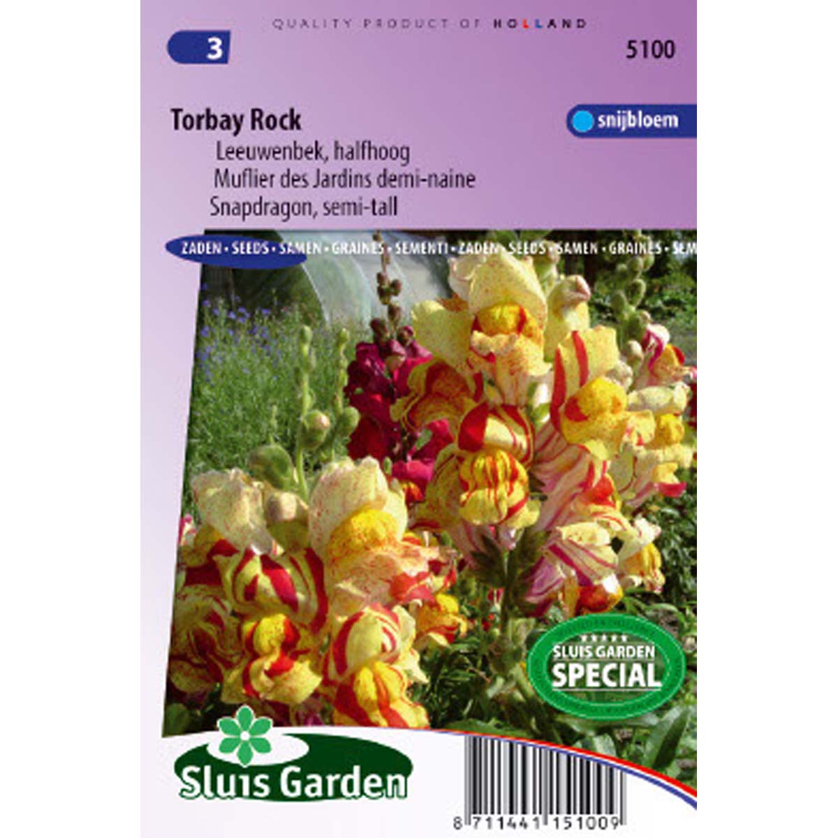 Muflier des jardins demi-nain Torbay Rock - Antirrhinum majus nanum