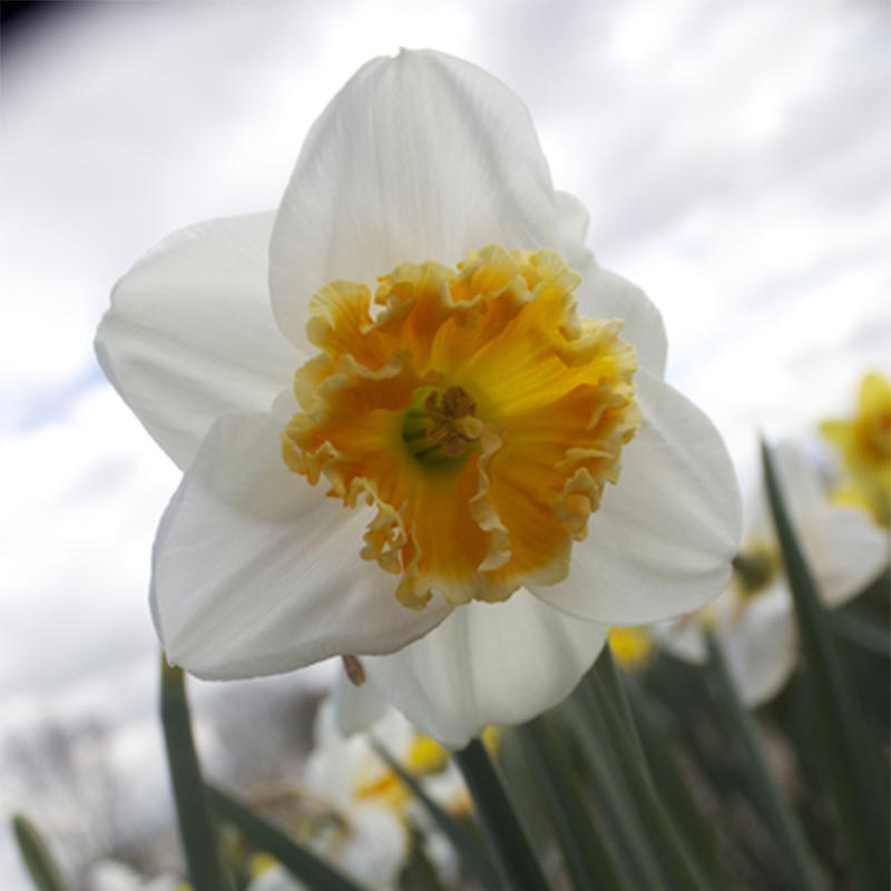 Narcisse Chantilly - Narcisse à grande couronne