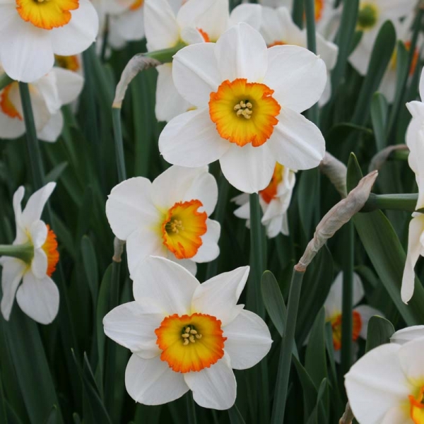 Narcisse Flower Record
