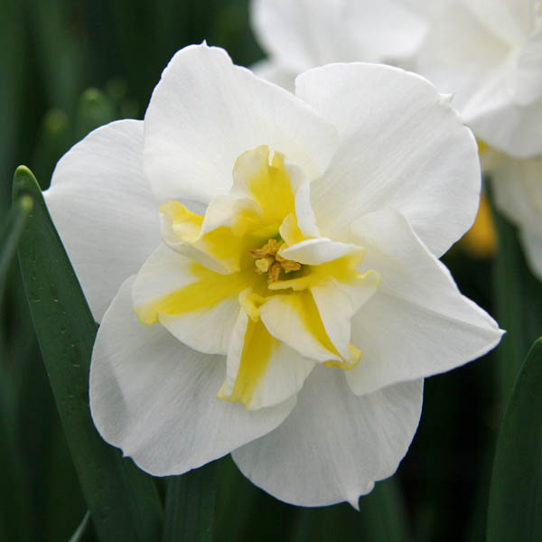 Narcisse Lemon Beauty