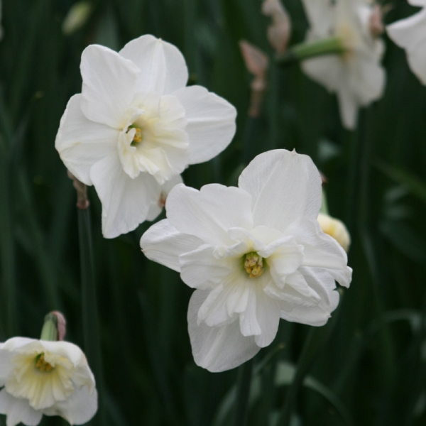 Narcisse Papillon Blanc