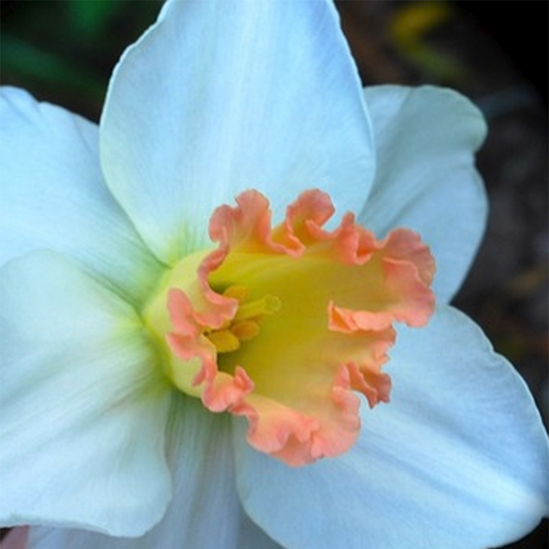 Narcissus cyclamineus Skype - Narcisse