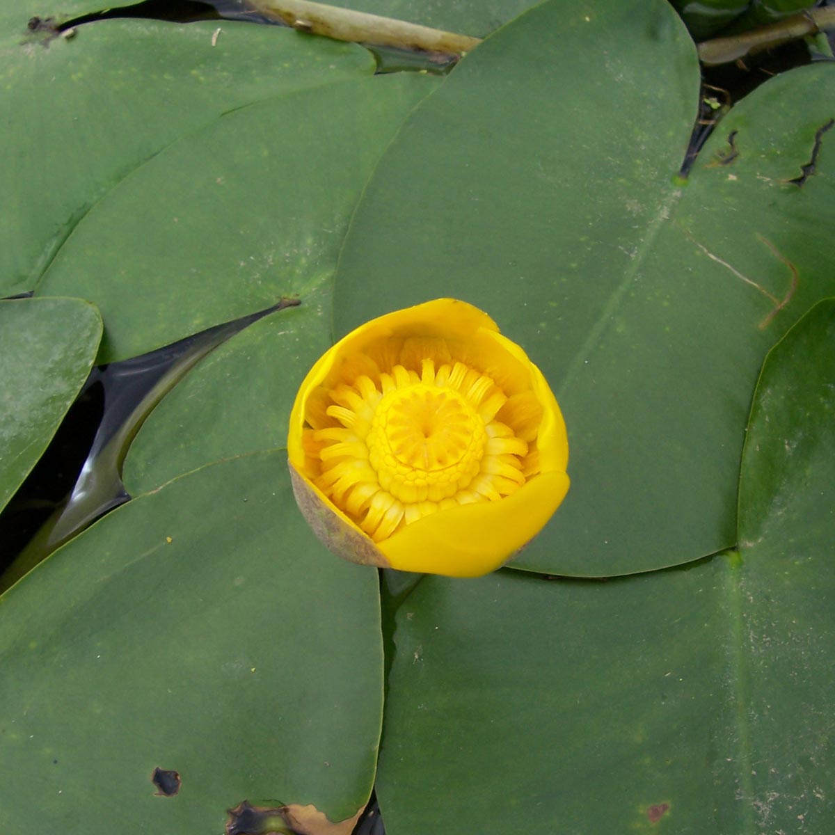 Nuphar lutea - Nénuphar jaune  
