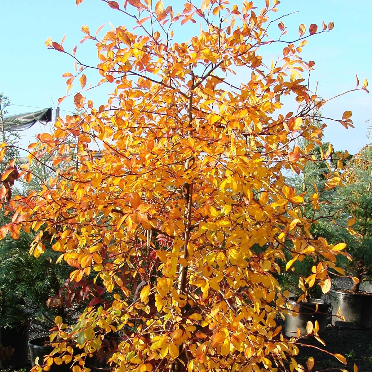 Gommier noir - Nyssa sylvatica Autumn Cascades