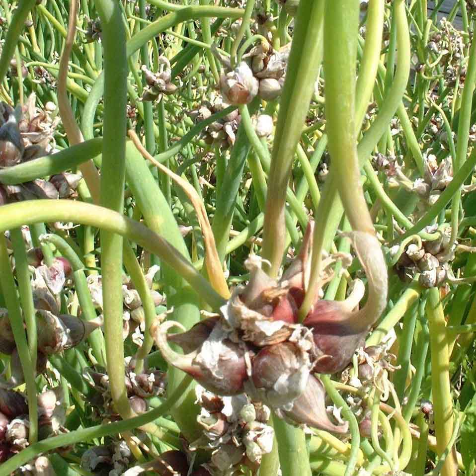 Oignon rocambole - Allium cepa proliferum - Oignon d'Egypte