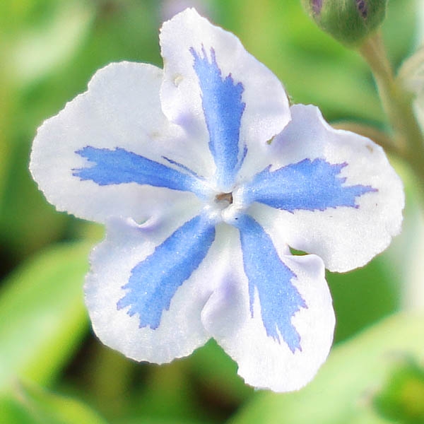 Omphalodes Cappadocica Starry Eyes