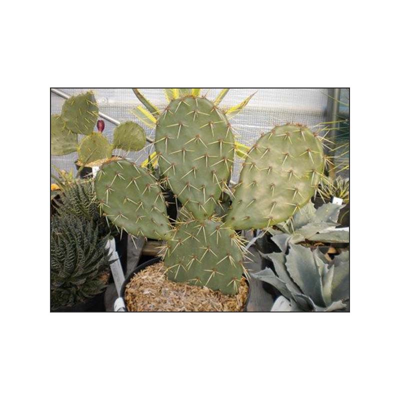 Opuntia Alta - Oponce