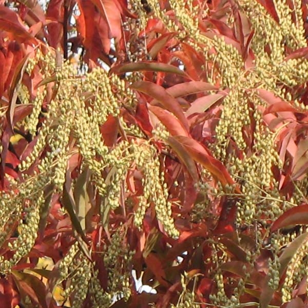 Andromède en arbre - Oxydendron arboreum