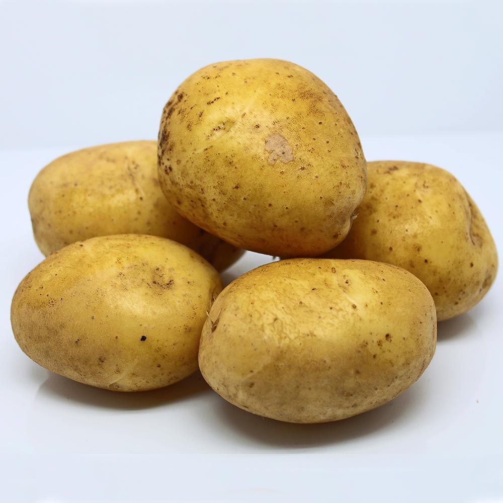 Pommes de terre Agria Bio en plants - Solanum tuberosum