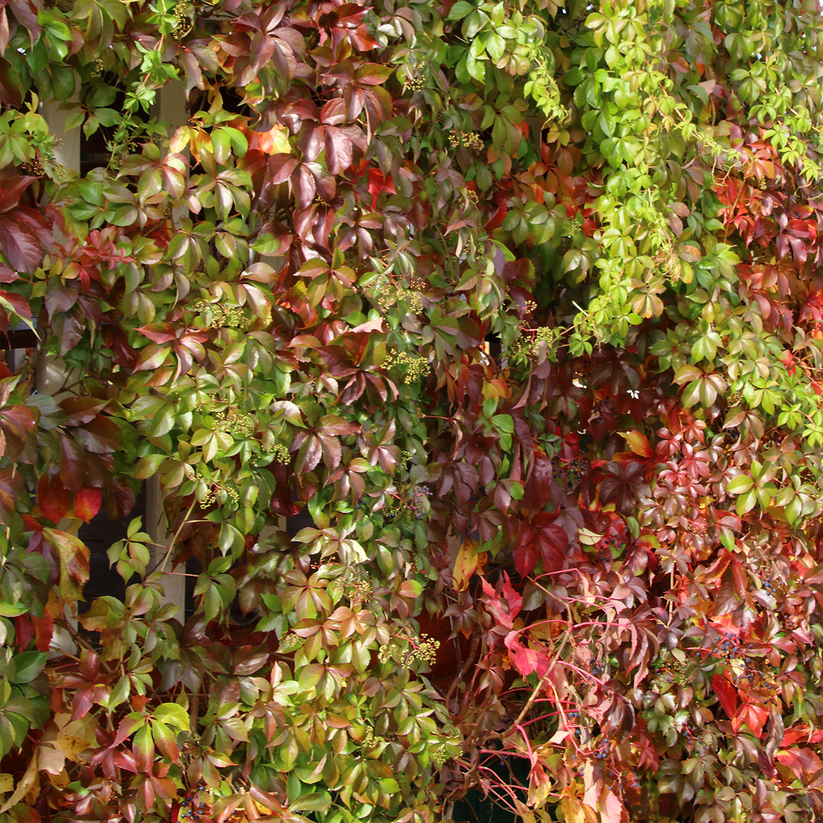 Vigne vierge vraie, Vigne vierge de Virginie - Parthenocissus quinquefolia Murorum livré en hauteur 60/120 cm en pot de 3l/4l