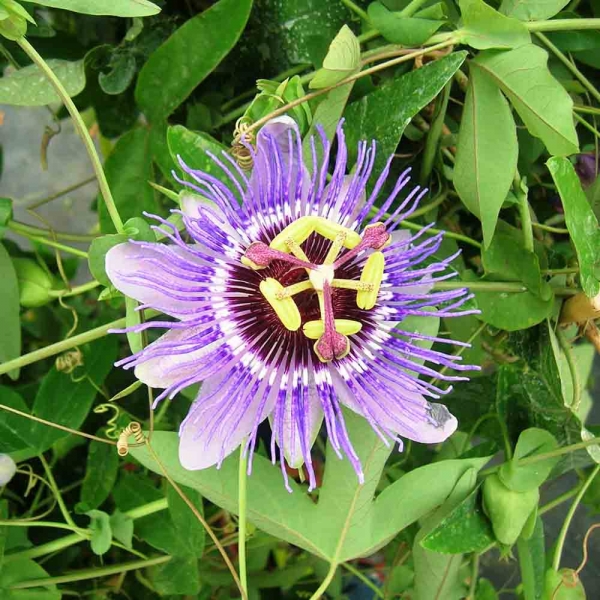Passiflore caerulea Purple Haze - Fleur de la Passion