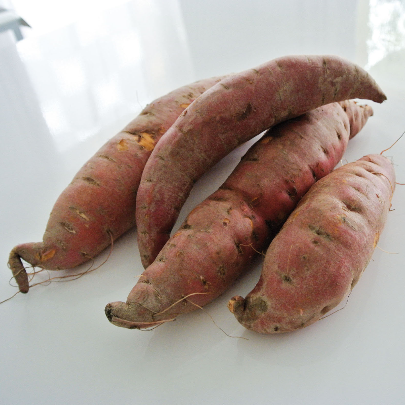 Patate douce Evangeline en plants - Ipomoea batatas