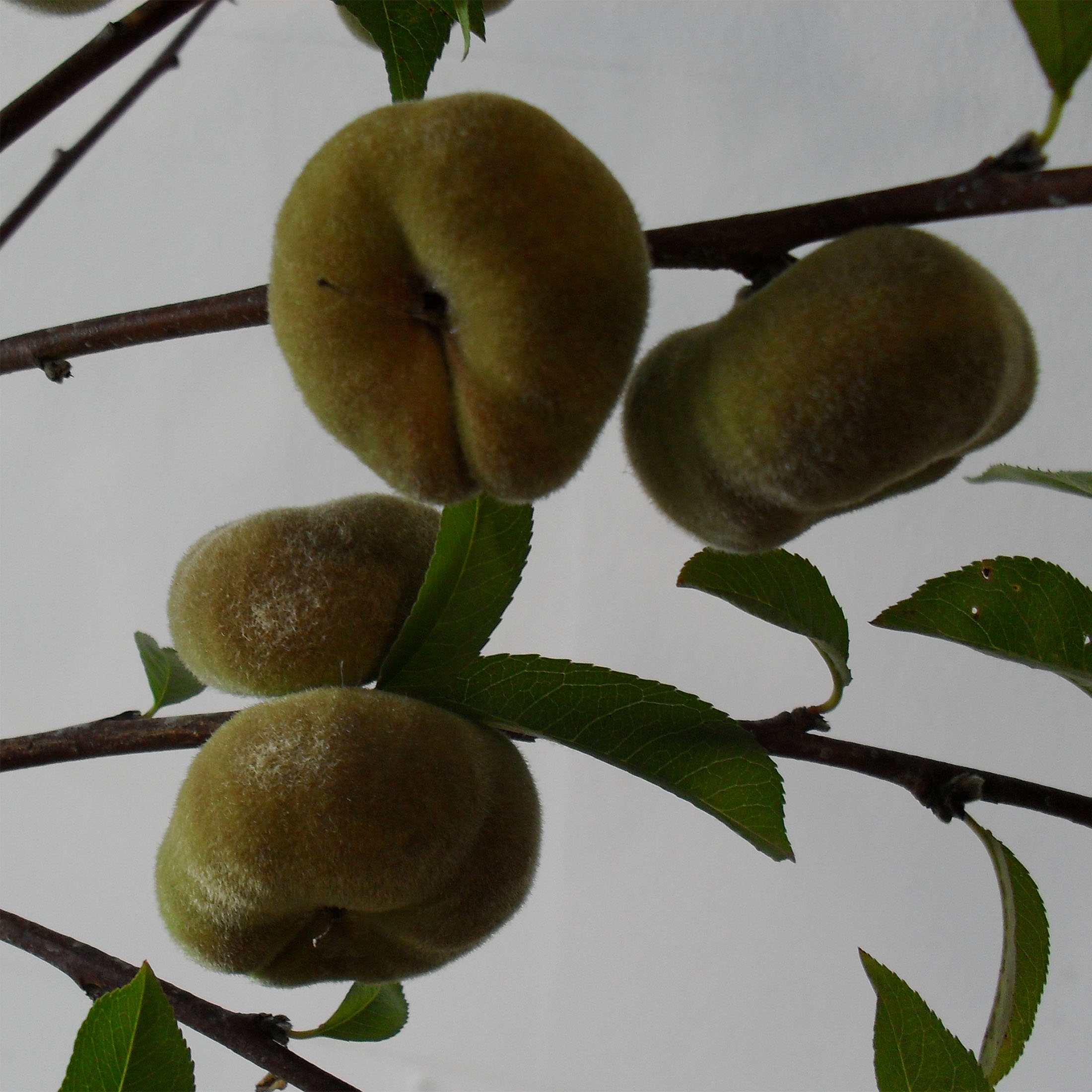 Pêcher Jalousia® - Prunus persica