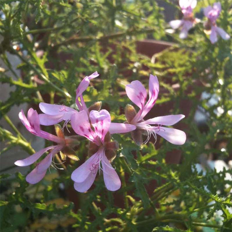 Pélargonium odorant Filicifolium - Géranium d'odeur au parfum épicé.