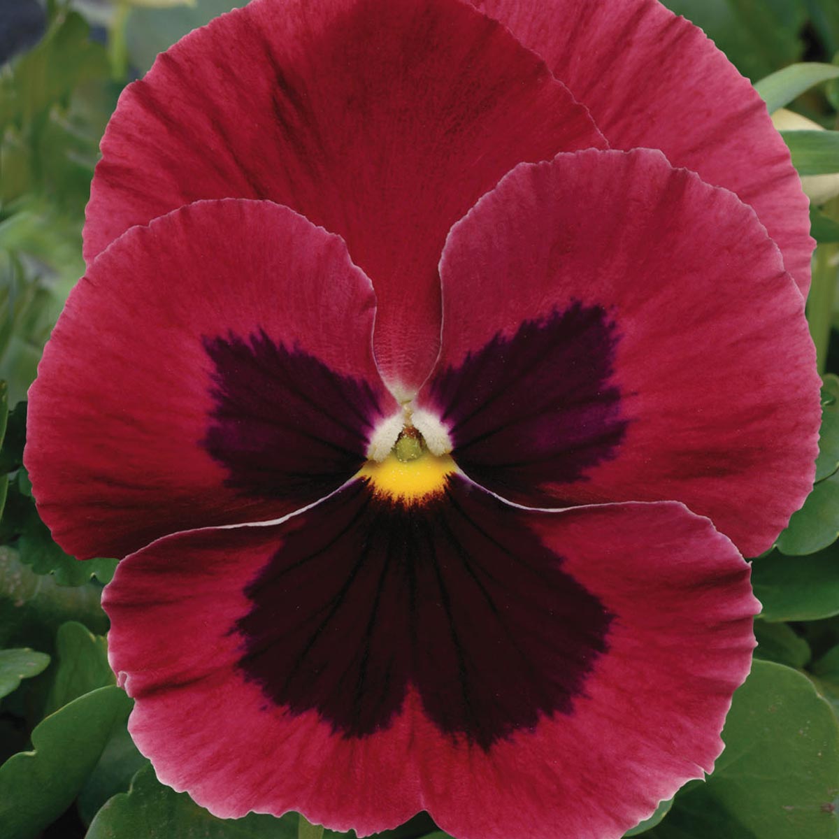 Pensée à fleurs moyennes Matrix Rose Blotch - Viola hybrida Matrix F1