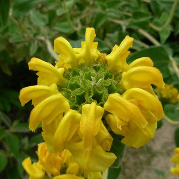 Phlomis fruticosa - Sauge de Jérusalem