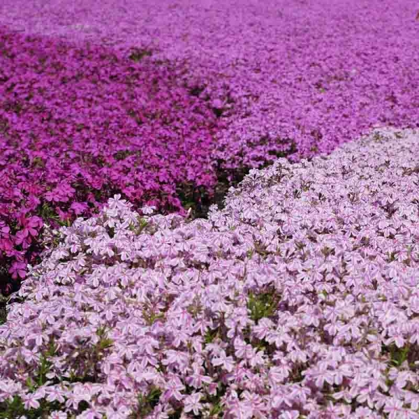 Collection Phlox Mousse
