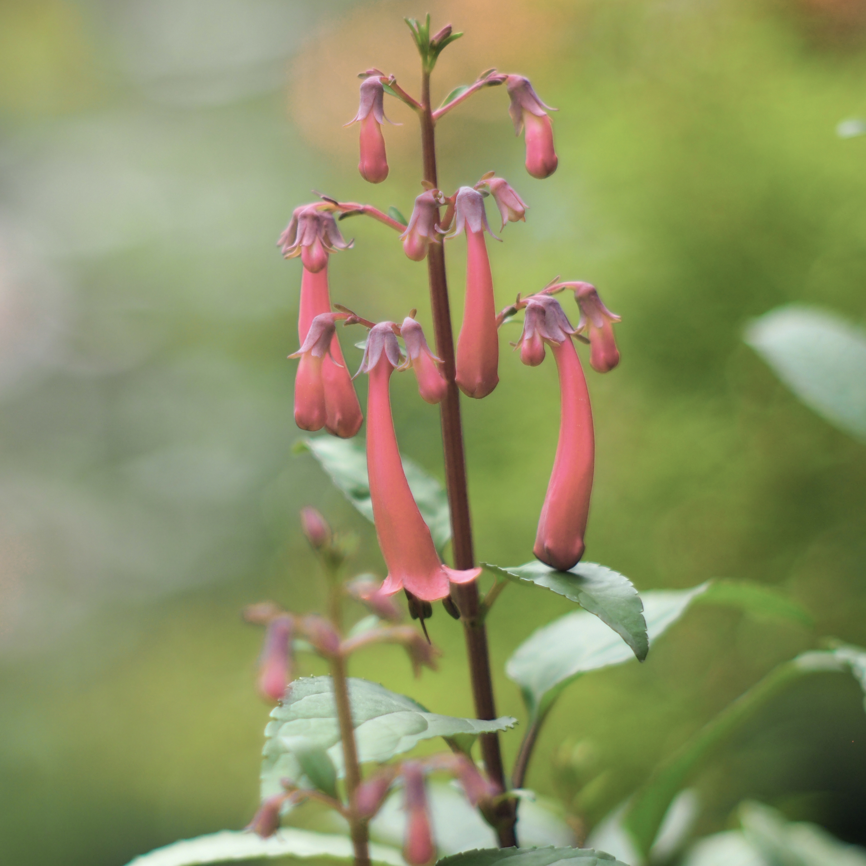 Fuchsia du Cap, Phygelius aequalis Pink Trumpet