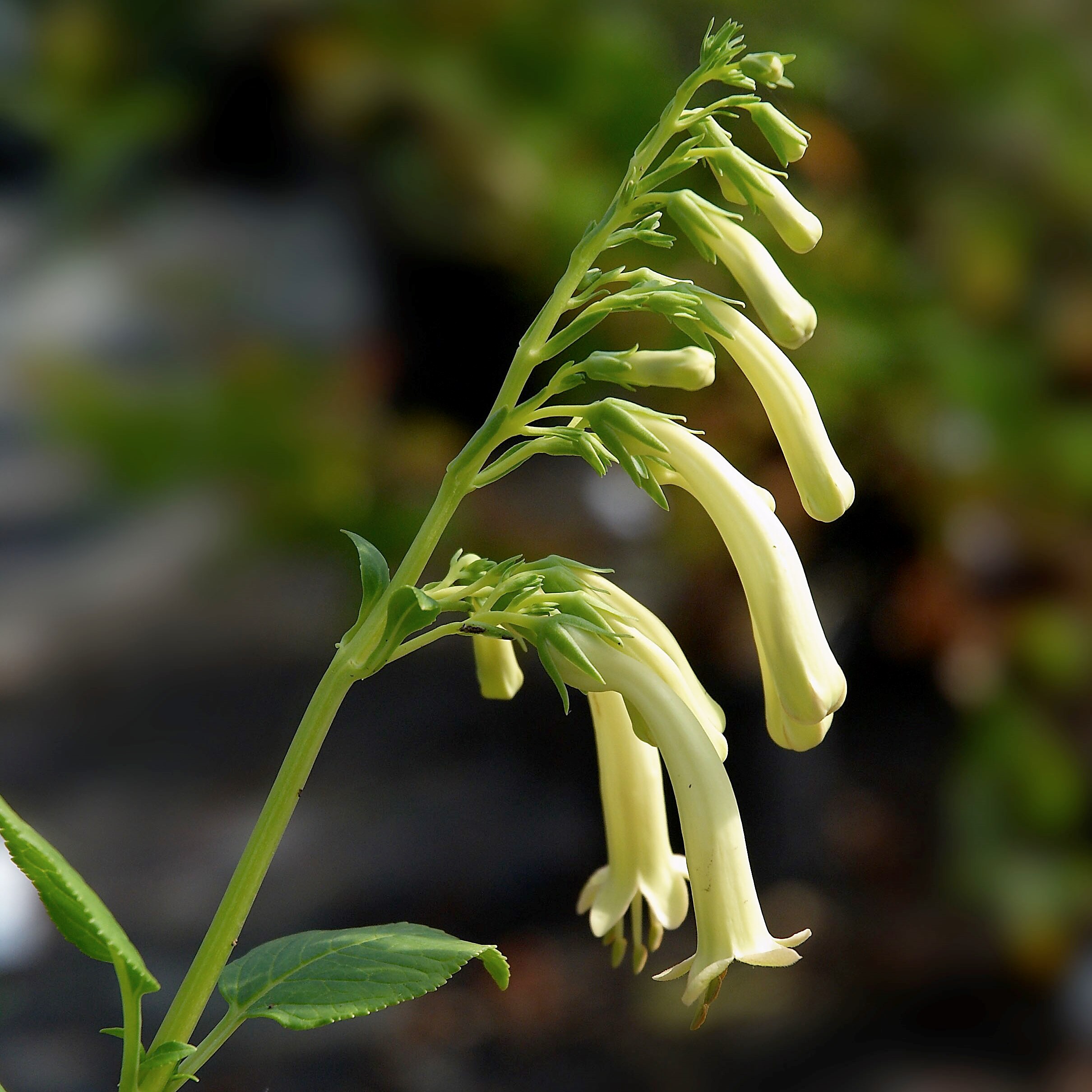 Fuchsia du Cap, Phygelius aequalis Yellow Trumpet