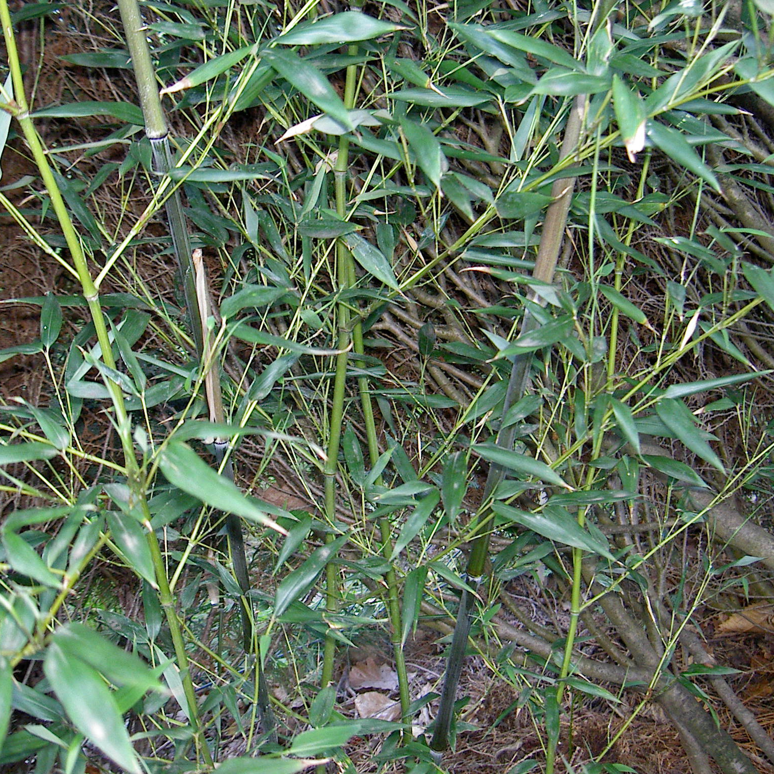 Bambou - Phyllostachys bissetii 