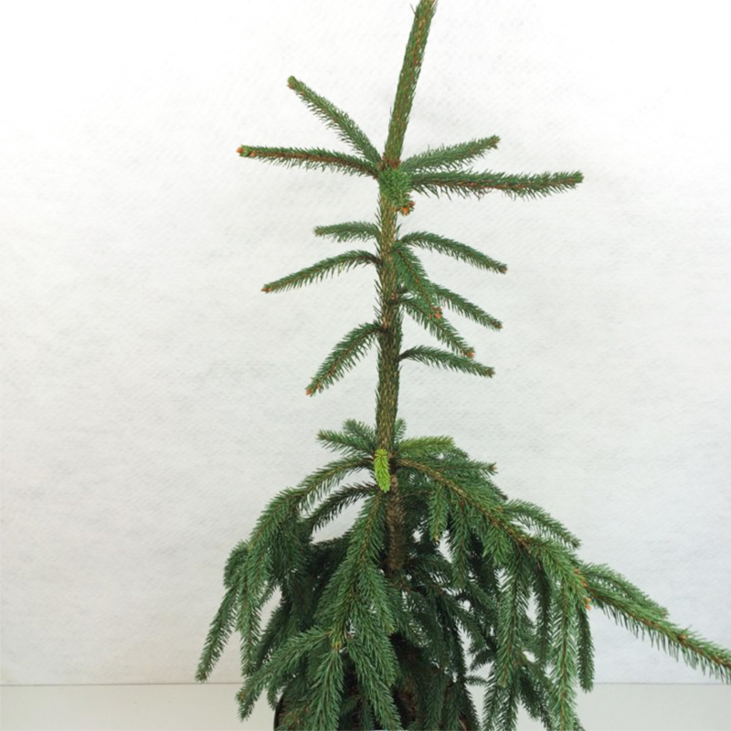 Picea abies Aarburg - Epicea commun                            