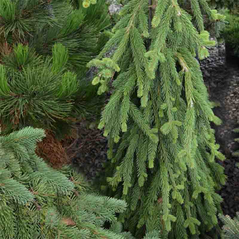 Picea abies Frohburg - Epicea pleureur                           