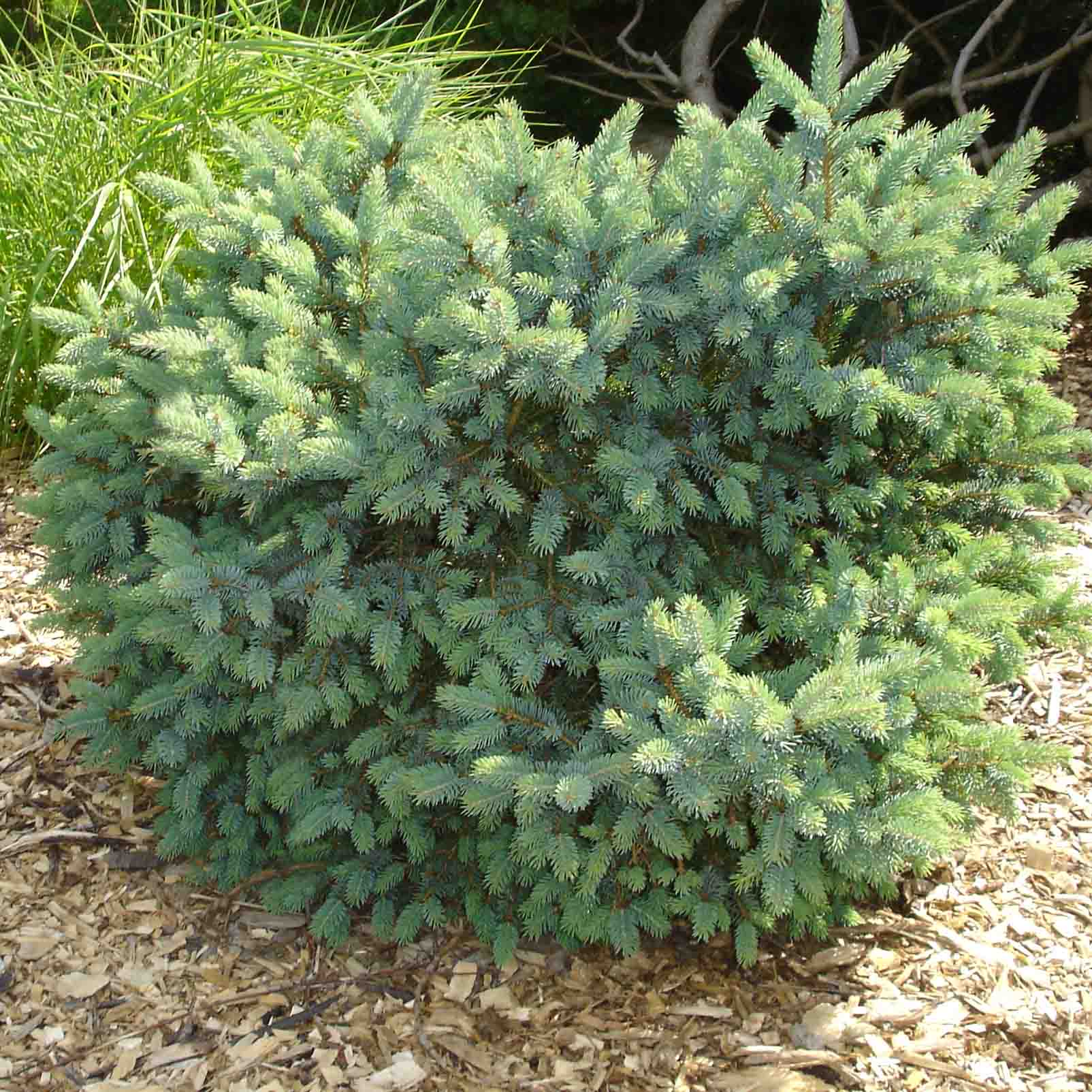 Épinette blanche - Picea glauca Cecilia                            