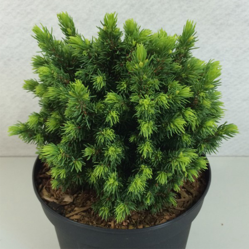 Epinette blanche - Picea glauca Dendrofarma Gold                  