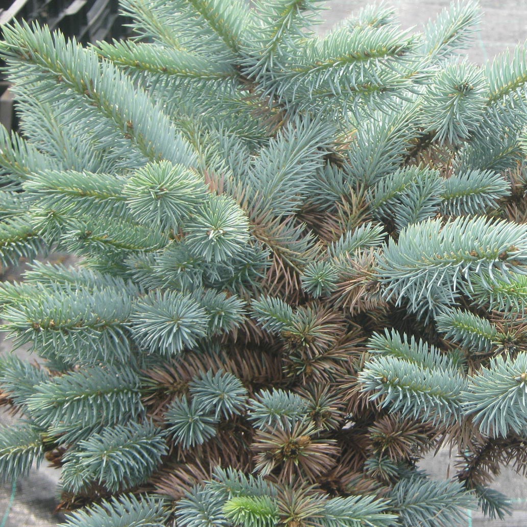 Picea pungens Jeddeloh - Epicea bleu                         