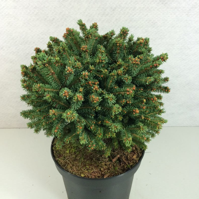 Epinette rouge - Picea rubens Grandfather Mountain               