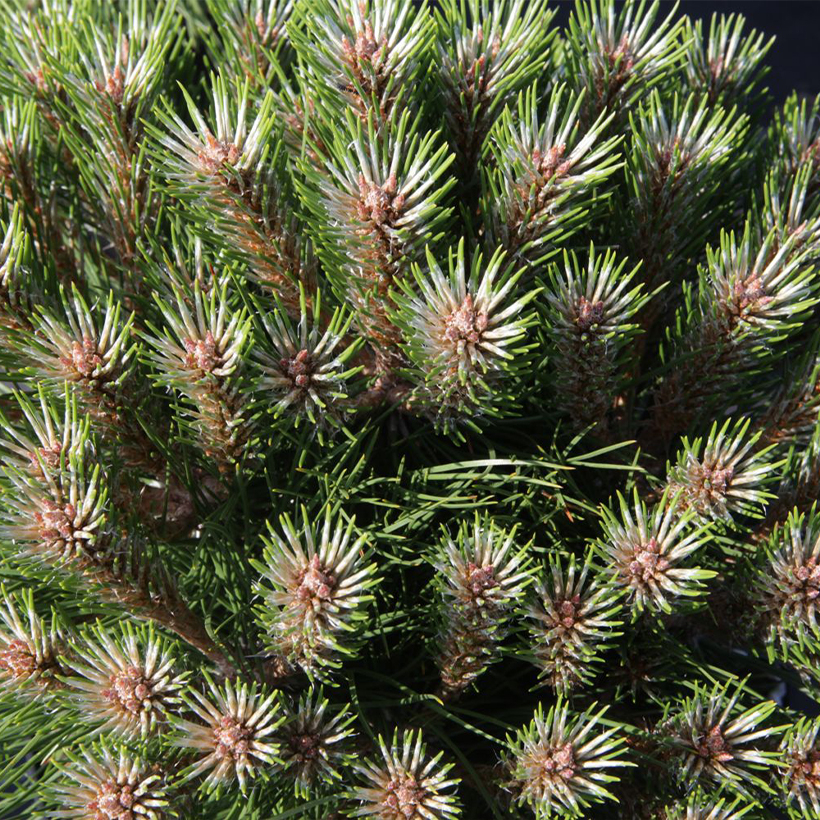 Pin noir - Pinus nigra Marie Brégeon