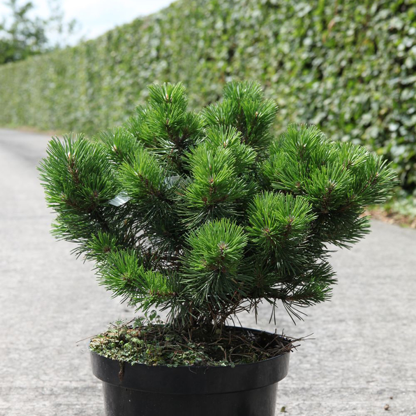 Pin de montagne - Pinus mugo Gnom