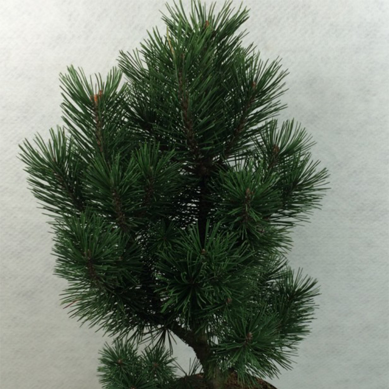 Pinus mugo Green Column - Pin de montagne                         