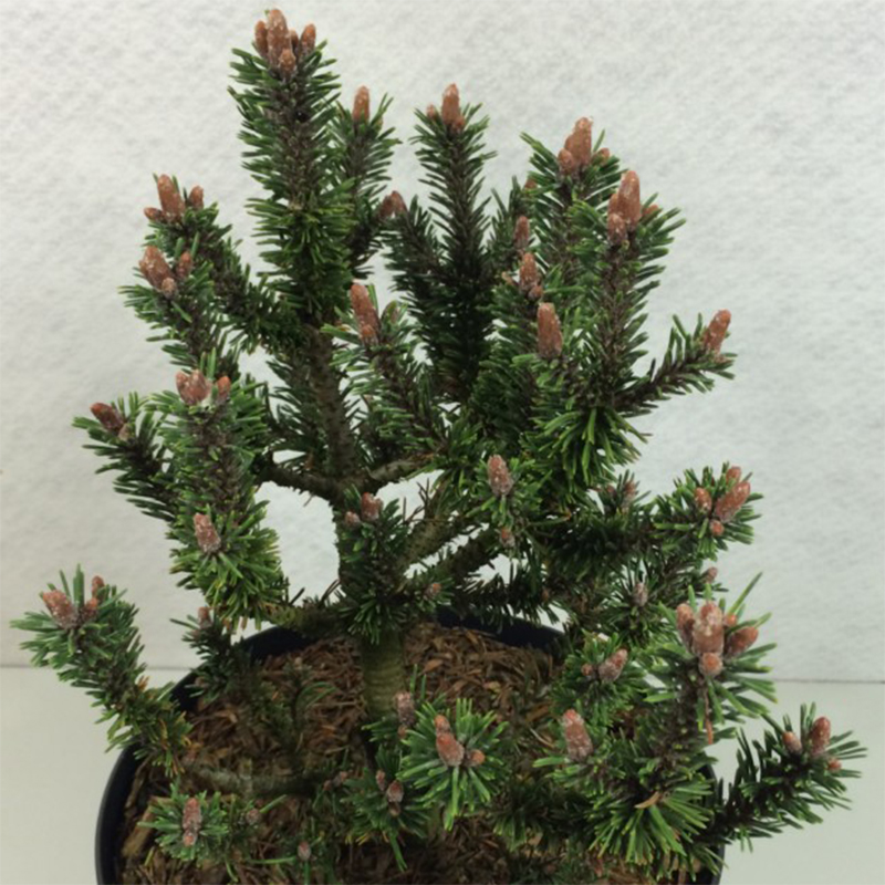 Pinus mugo Kissen - Pin de montagne                               