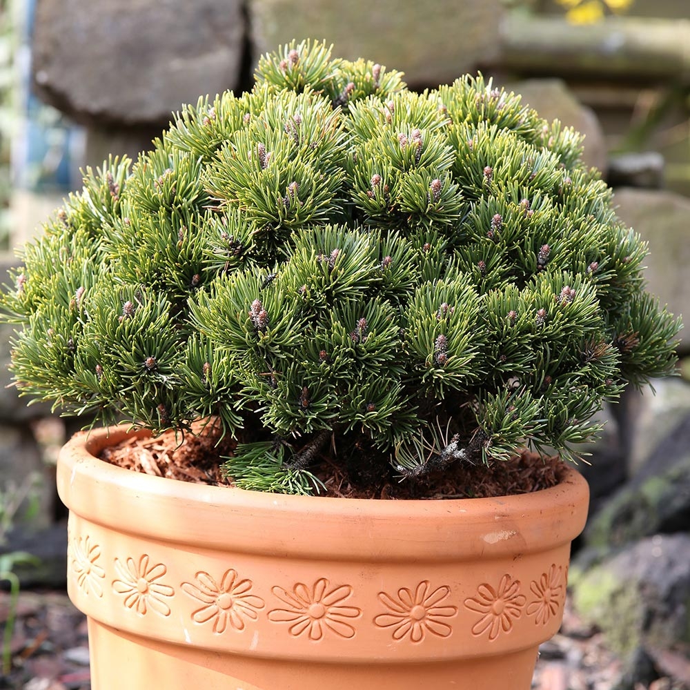Pinus mugo Picobello - Pin nain des montagnes