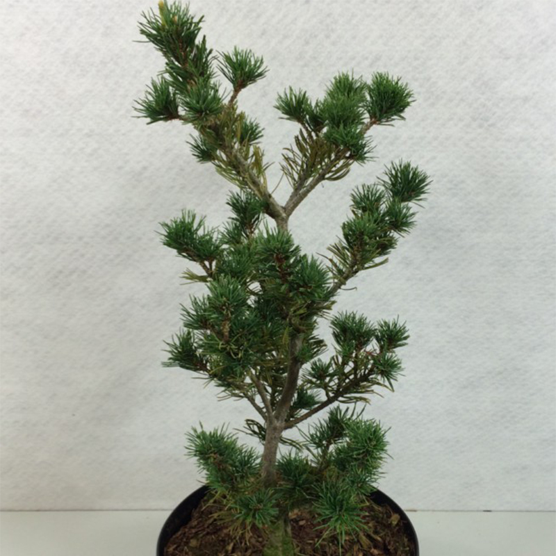 Pinus parviflora Adcock's Pyramid - Pin blanc du Japon               