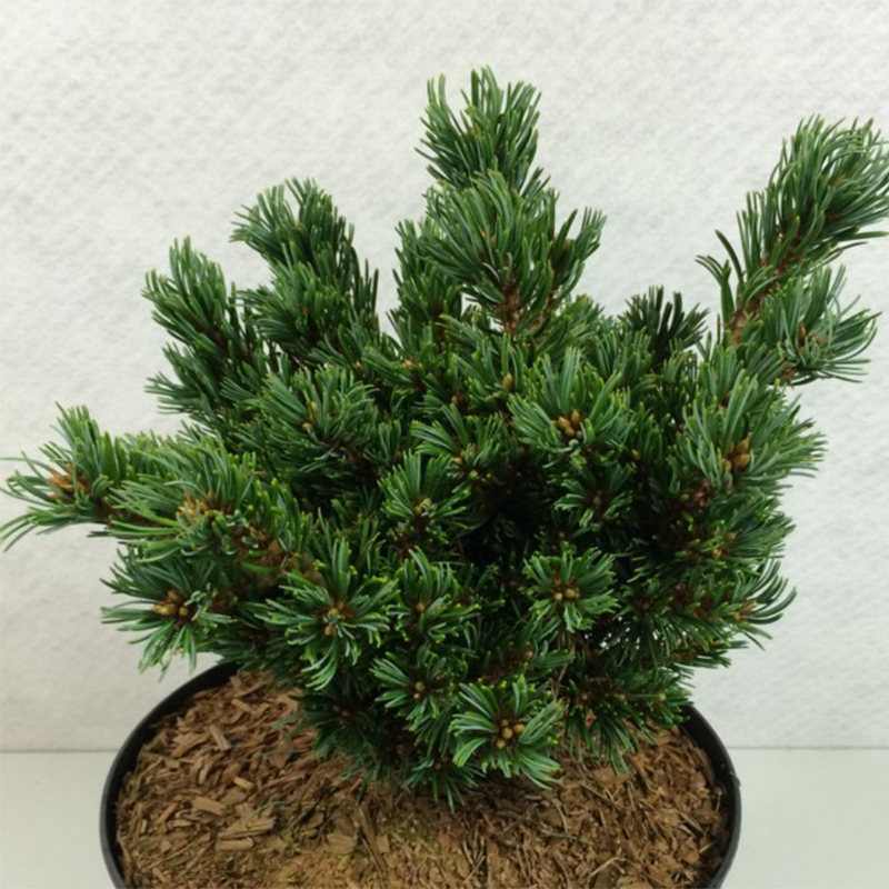 Pinus parviflora Beran - Pin blanc du Japon                          