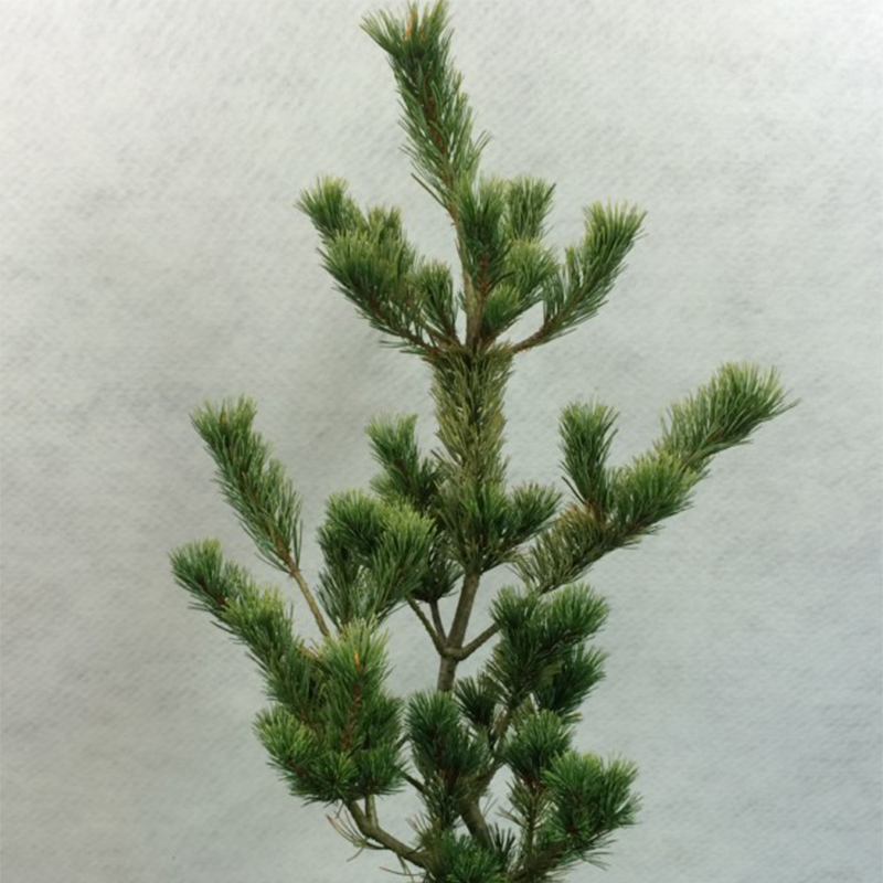 Pin blanc du Japon - Pinus parviflora Ogon Goye                     
