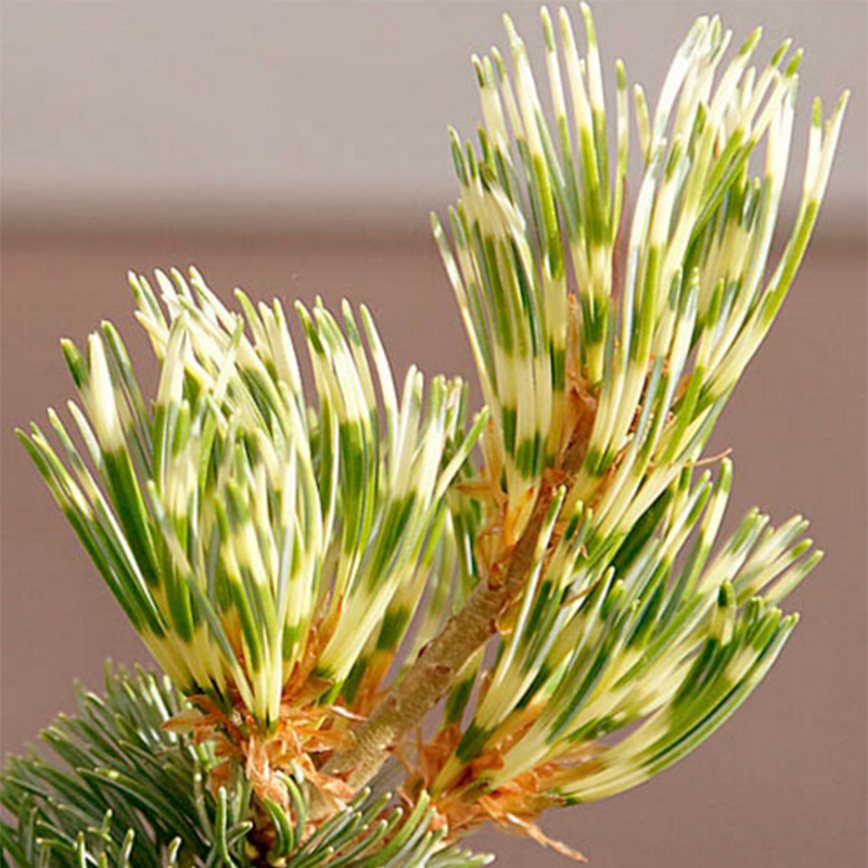 Pin blanc du Japon - Pinus parviflora Fukai 